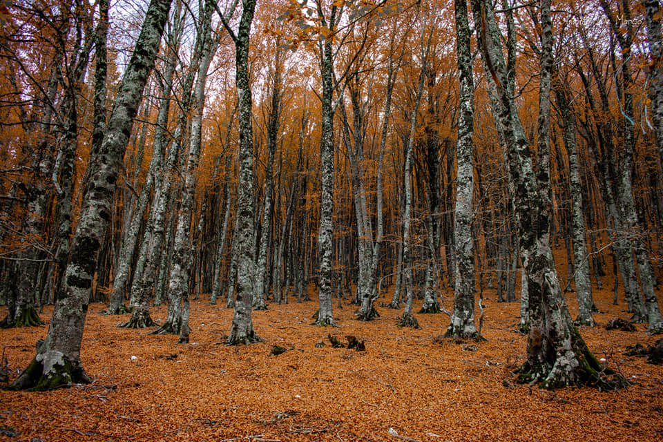 Foliage Pollino - Caccia ai tesori del Pollino, tartufi funghi e foliage d’autunno - 7 Foliage Pollino - Meraviglie di Calabria - 6