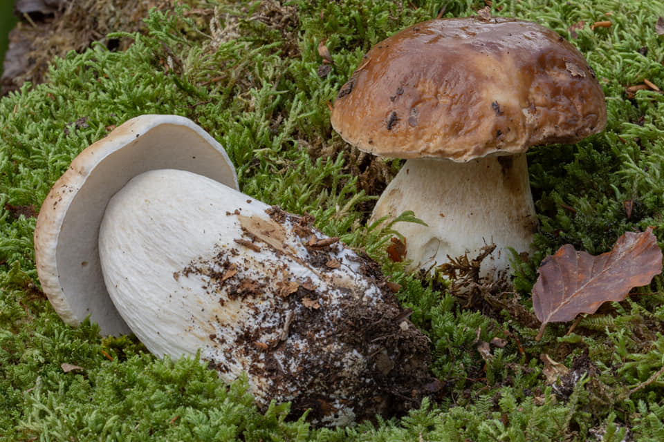 Funghi porcini - Caccia ai tesori del Pollino, tartufi funghi e foliage d’autunno - 9 Funghi porcini - Meraviglie di Calabria - 8