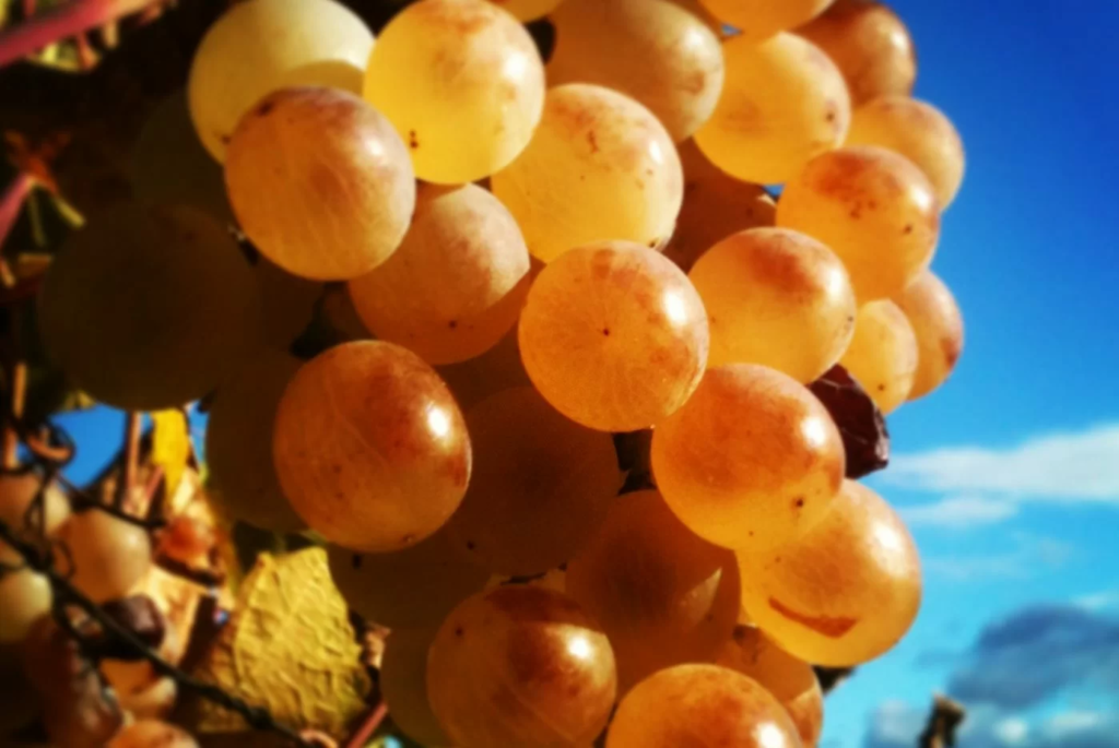 Zibibbo uva - Meraviglie di Calabria - 6