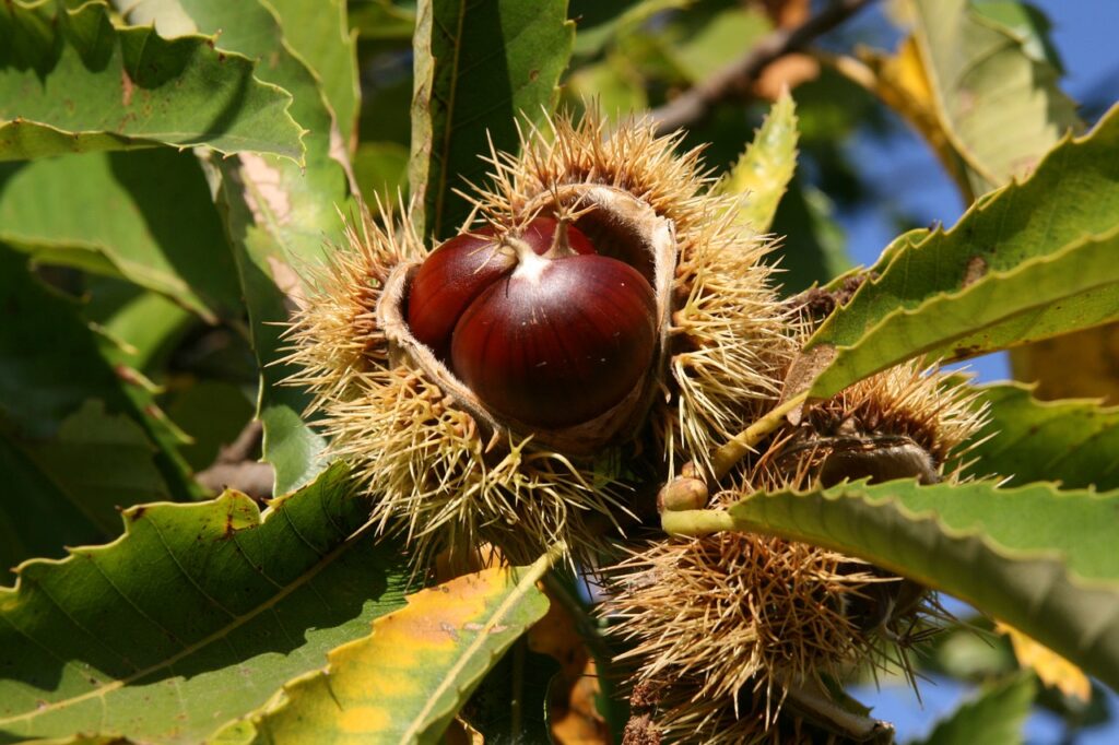 castagne 1 - Bellezze d'autunno, a Cardeto la tradizionale Sagra della Castagna - 5 castagne 1 - Meraviglie di Calabria - 4
