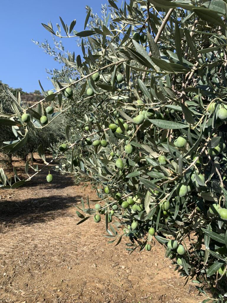 uliveto 1 - Imprese Centenarie Italiane, entra l’eccellenza olearia Librandi - 5 uliveto 1 - Meraviglie di Calabria - 4