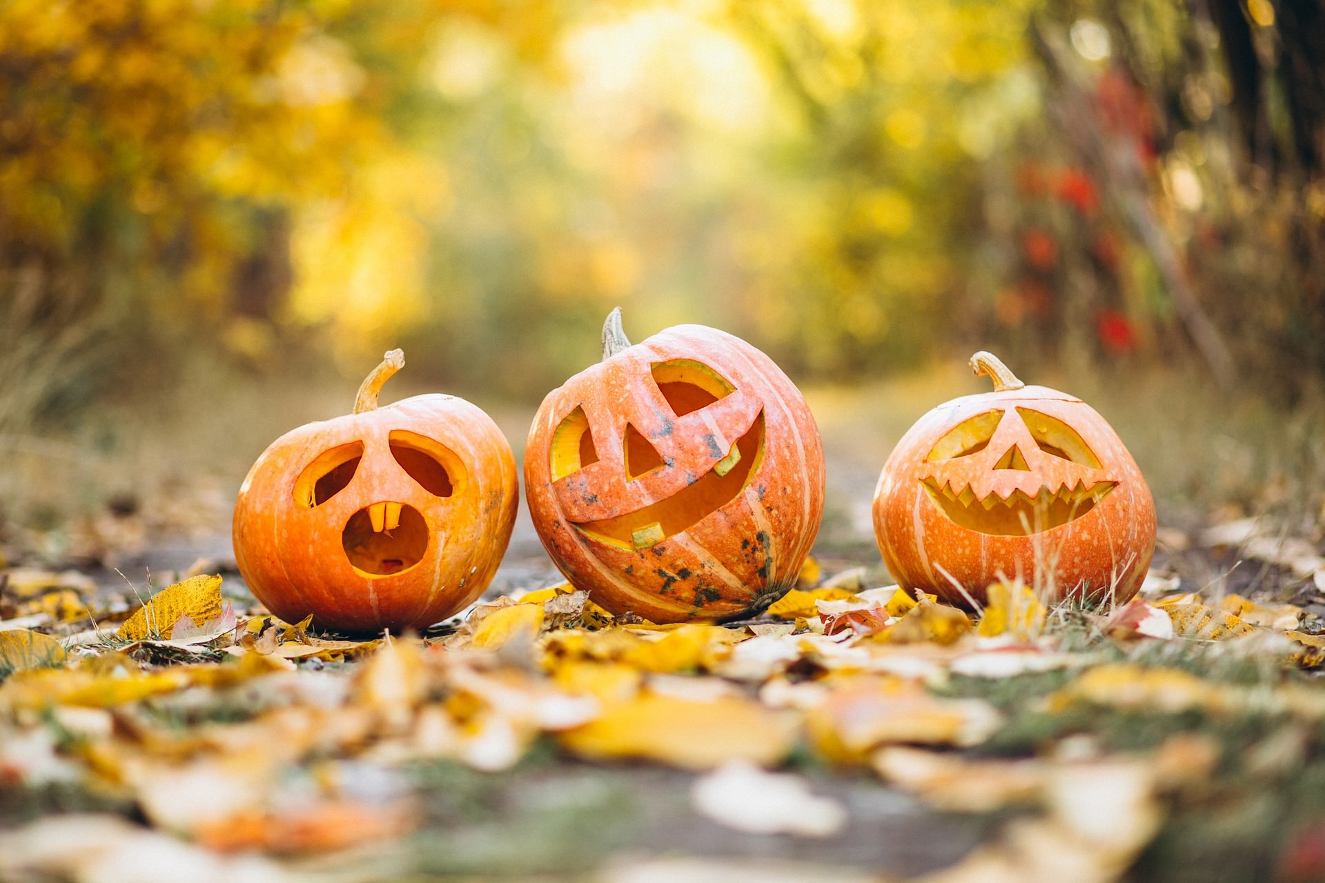 La Vallata delle Zucche, il primo Pumpkin Patch in Calabria