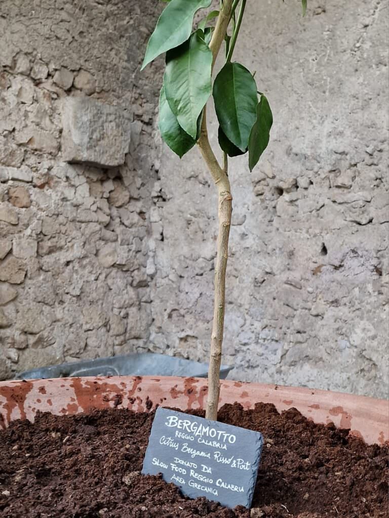 Bergamotto slow food Roma 2 - Il Bergamotto porta ovunque profumo di casa - 15 Bergamotto slow food Roma 2 - Meraviglie di Calabria - 14