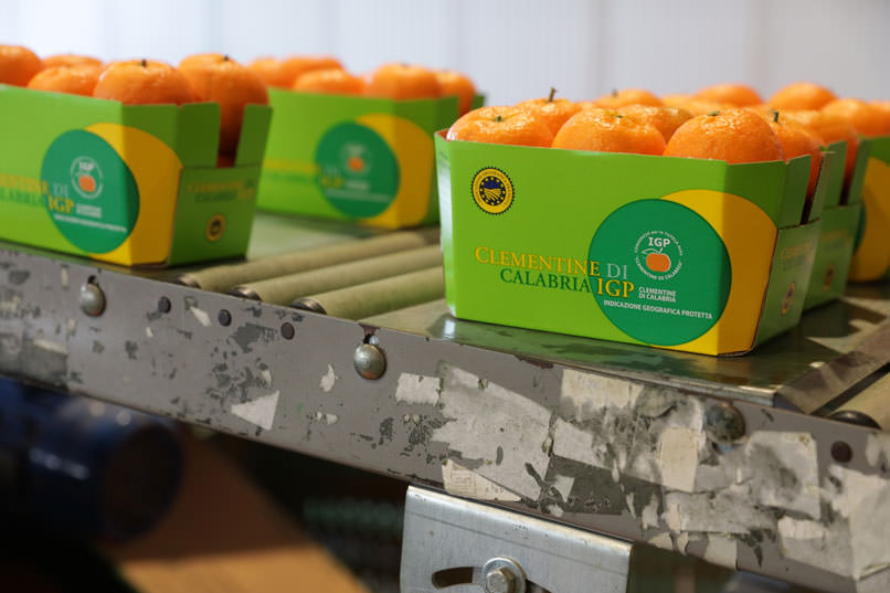 Clementine di Calabria IGP 8 - Le Clementine IGP, dalla Calabria una produzione da record - 9 Clementine di Calabria IGP 8 - Meraviglie di Calabria - 8
