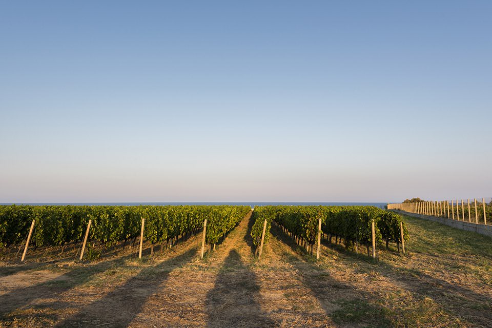 vigneti ciro - La grande tradizione dei vini Cirò alla Fiera del Vino di Brescia - 3 vigneti ciro - Meraviglie di Calabria - 2