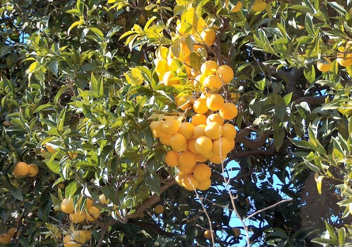 Arance di San Giuseppe presidio Slow Food - Meraviglie di Calabria - 8