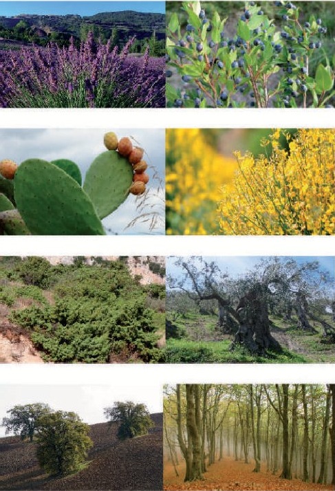 CALENDARIO PRO LOCO 2025 14 1 1 - "Chiante e Juri" del Parco Nazionale del Pollino per il calendario 2025 - 19 CALENDARIO PRO LOCO 2025 14 1 1 - Meraviglie di Calabria - 18