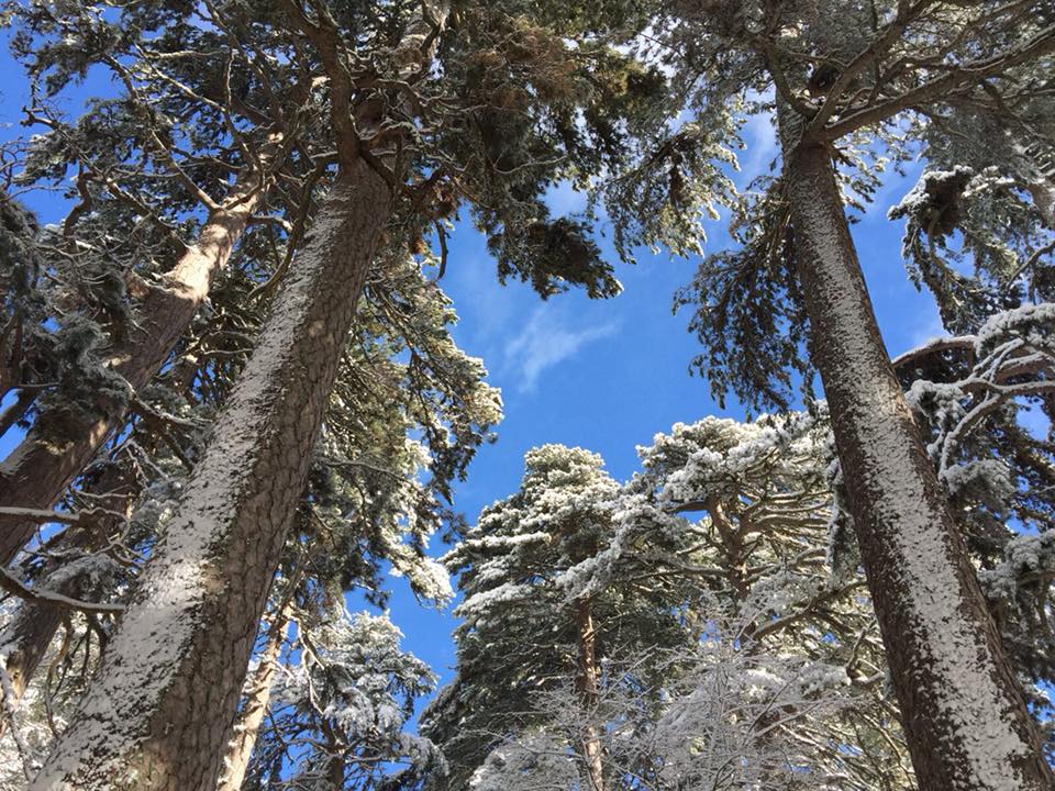 Giganti dell Sila neve 5 - Meraviglie di Calabria - 4