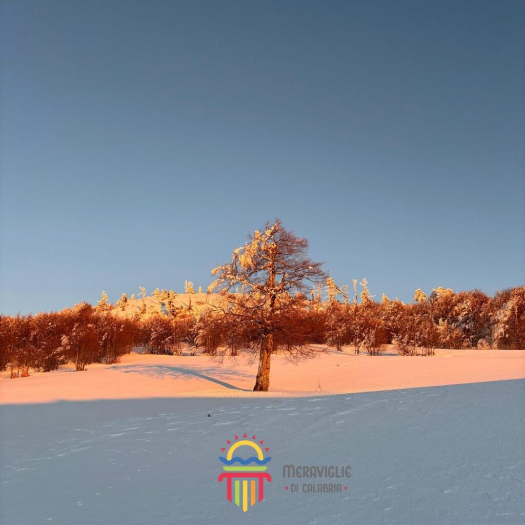 Pollino neve pino loricato giardino degli dei 11 - Parco del Pollino, stare a un passo dagli dèi - 13 Pollino neve pino loricato giardino degli dei 11 - Meraviglie di Calabria - 12