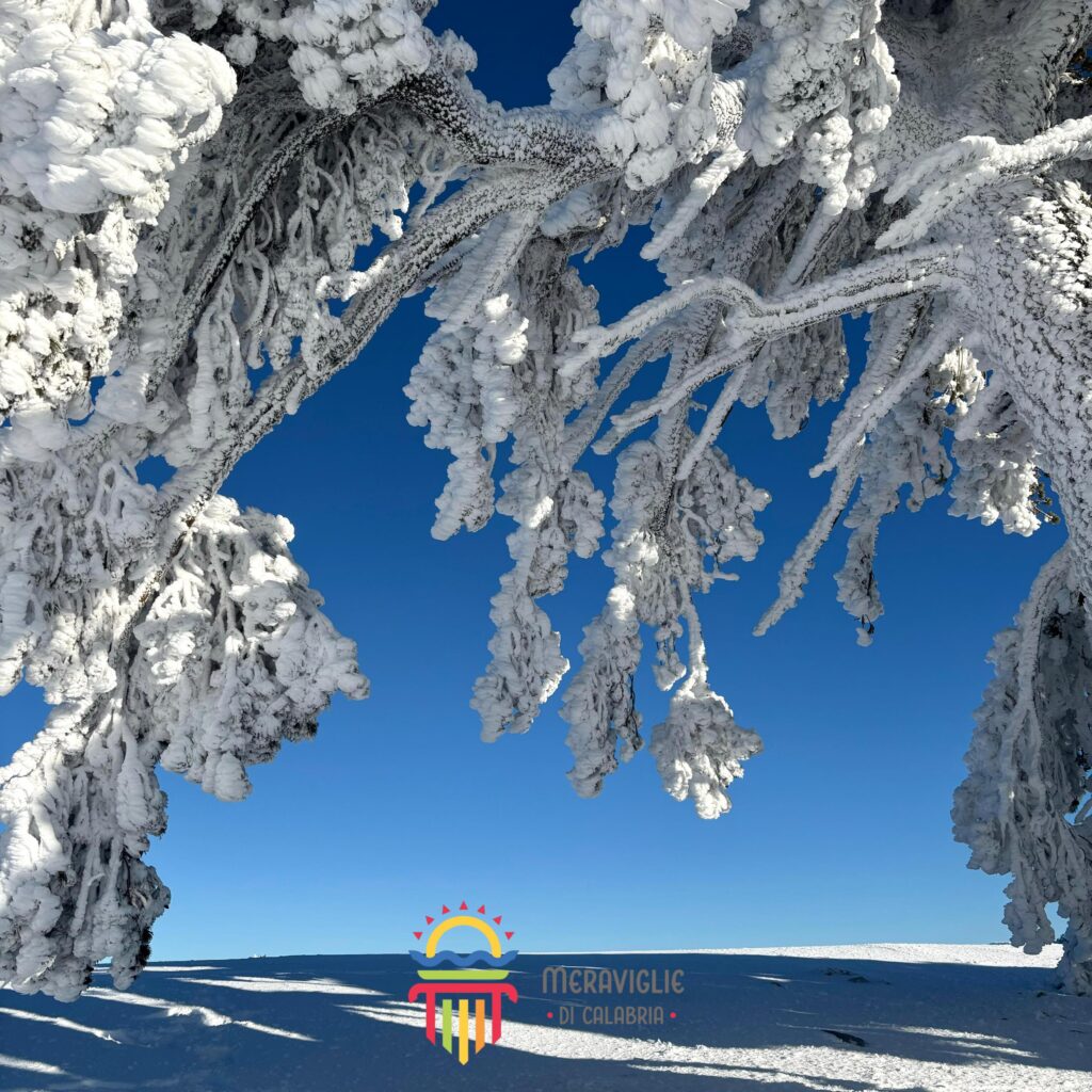 Pollino neve pino loricato giardino degli dei 12 - Parco del Pollino, stare a un passo dagli dèi - 3 Pollino neve pino loricato giardino degli dei 12 - Meraviglie di Calabria - 2