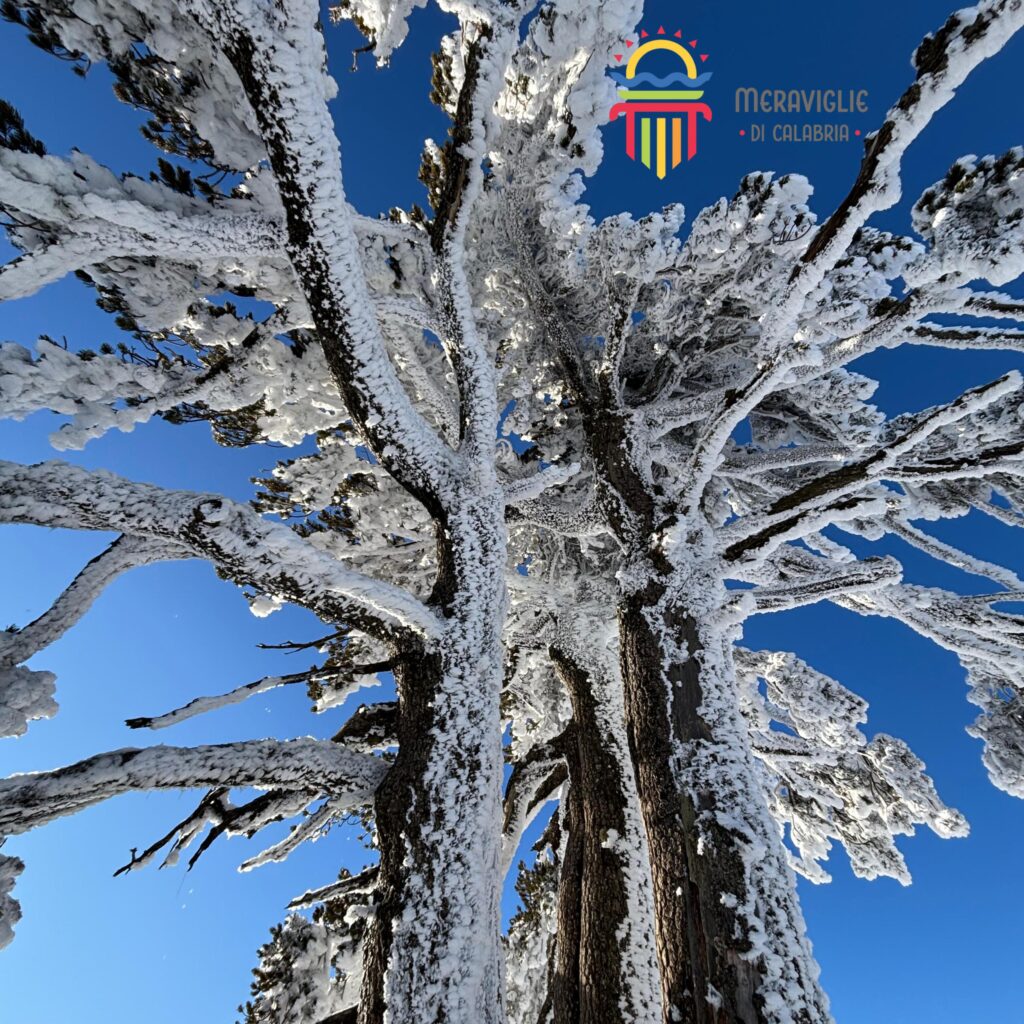 Pollino neve pino loricato giardino degli dei 13 - Parco del Pollino, stare a un passo dagli dèi - 19 Pollino neve pino loricato giardino degli dei 13 - Meraviglie di Calabria - 18