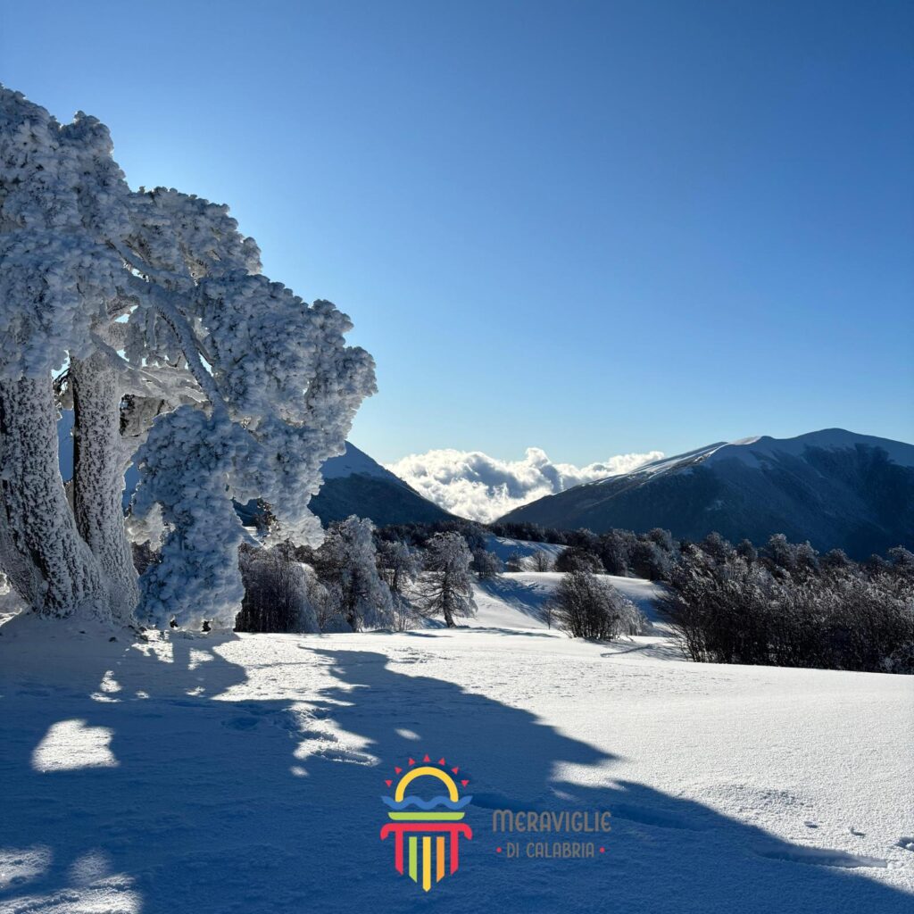 Pollino neve pino loricato giardino degli dei 9 - Parco del Pollino, stare a un passo dagli dèi - 15 Pollino neve pino loricato giardino degli dei 9 - Meraviglie di Calabria - 14