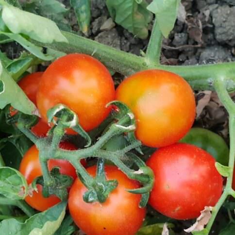 Pomodoro seccagno Zagarise presidio Slow Food - Meraviglie di Calabria - 10