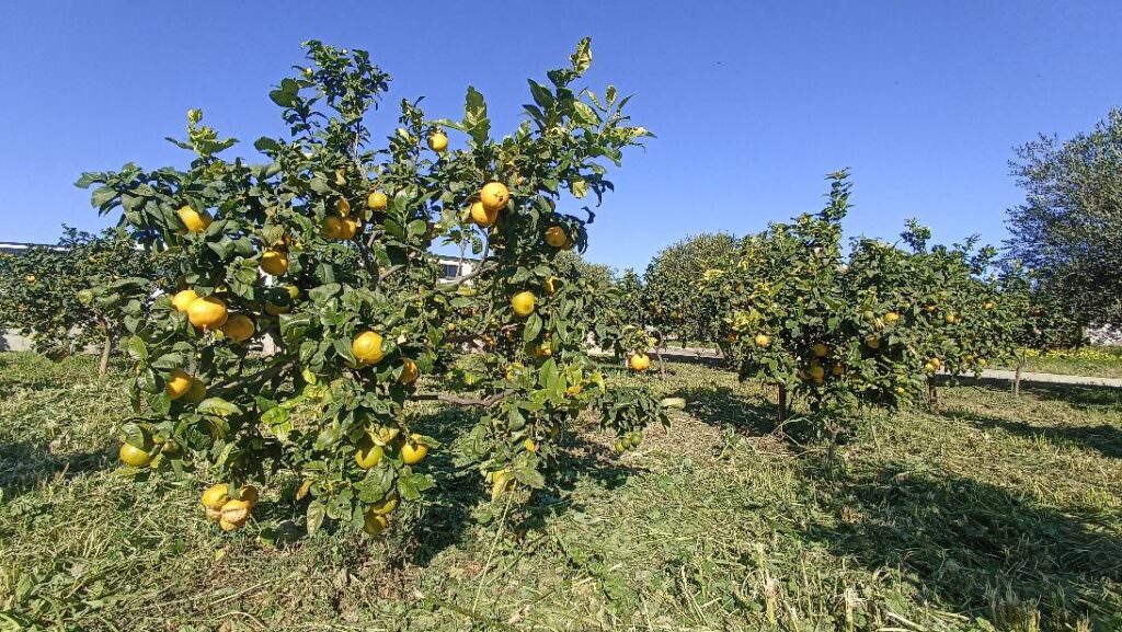 474936906 655758016776960 8528353410153376457 n - Meraviglie di Calabria - 1