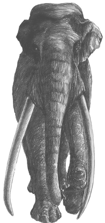 Palaeoloxodon antiquus 400x843 1 - Megaliti della Sila, un doc su Prime Video prova a svelarne il mistero - 9 Palaeoloxodon antiquus 400x843 1 - Meraviglie di Calabria - 8