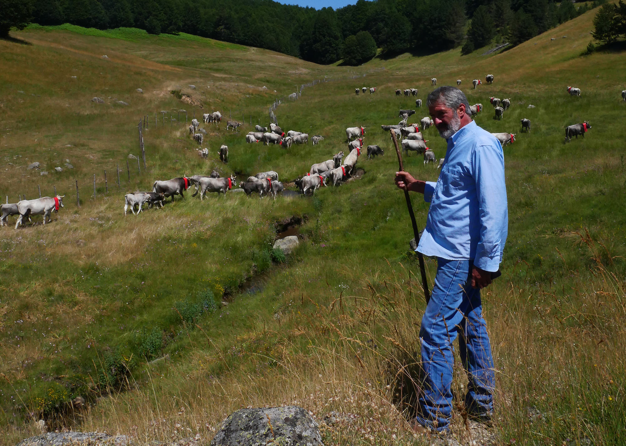 Figli del Minotauro, in Spagna la storia della transumanza calabrese