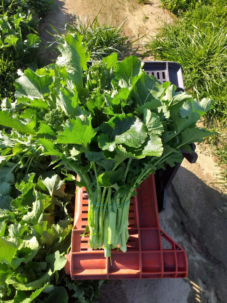 broccolo rape bisignano - Meraviglie di Calabria - 11