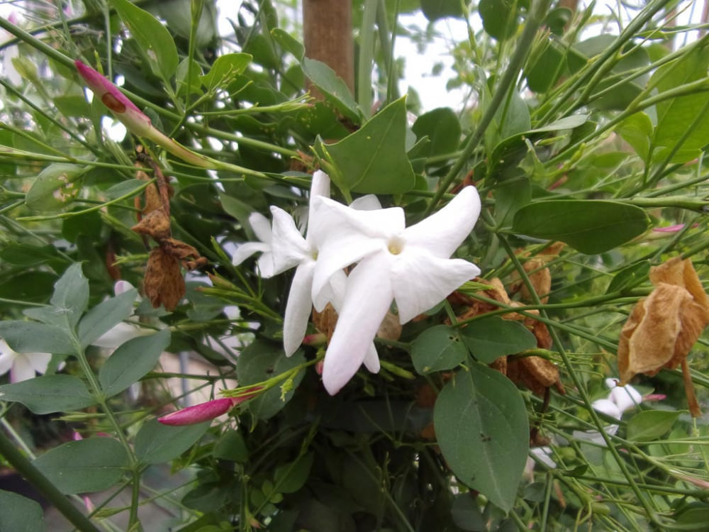 Gelsomino 3 - Le donne del profumo, la storia delle gelsominaie all'UniMed RC - 7 Gelsomino 3 - Meraviglie di Calabria - 6