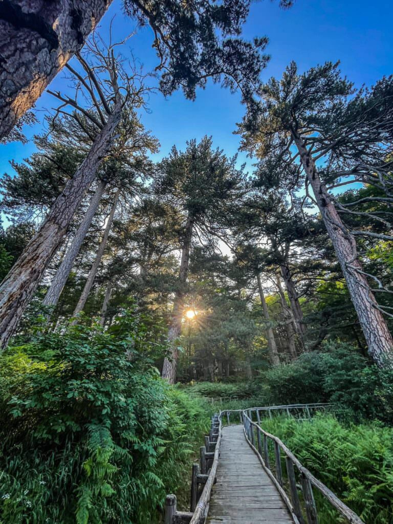 Giganti della Sila Fallistro 2 - Meraviglie di Calabria - 12