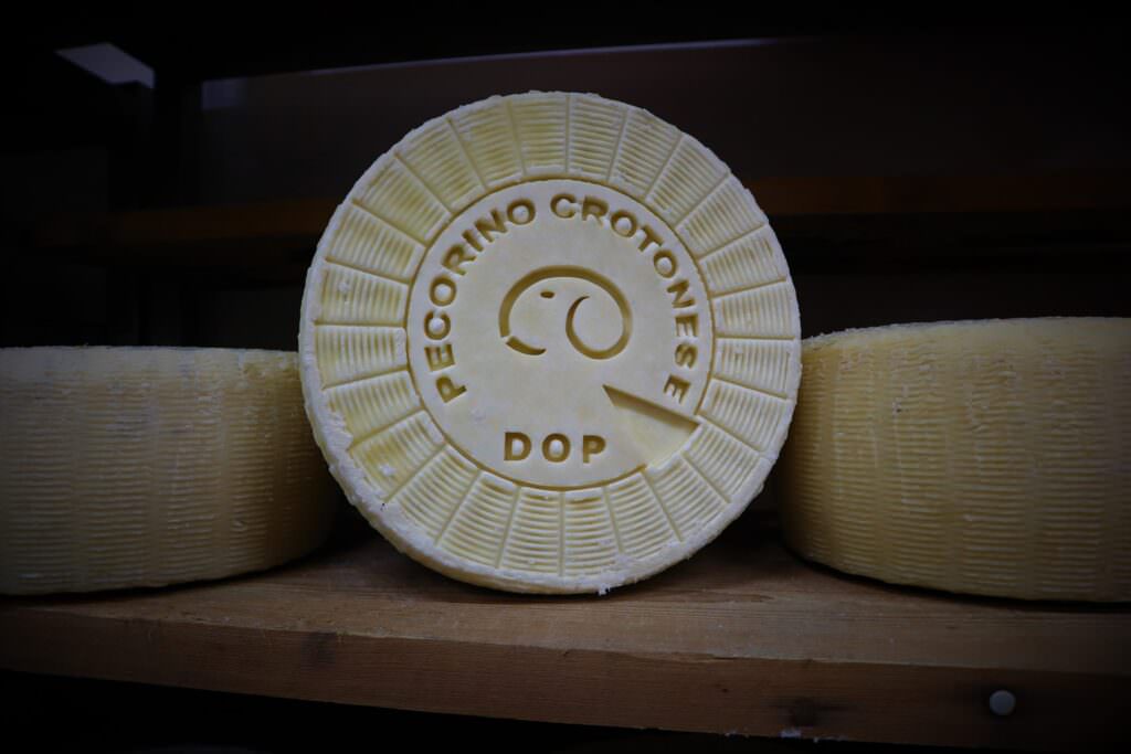 pecorino crotonese 2 - Pecorino Crotonese DOP, salto di qualità con una nuova certificazione - 5 pecorino crotonese 2 - Meraviglie di Calabria - 4