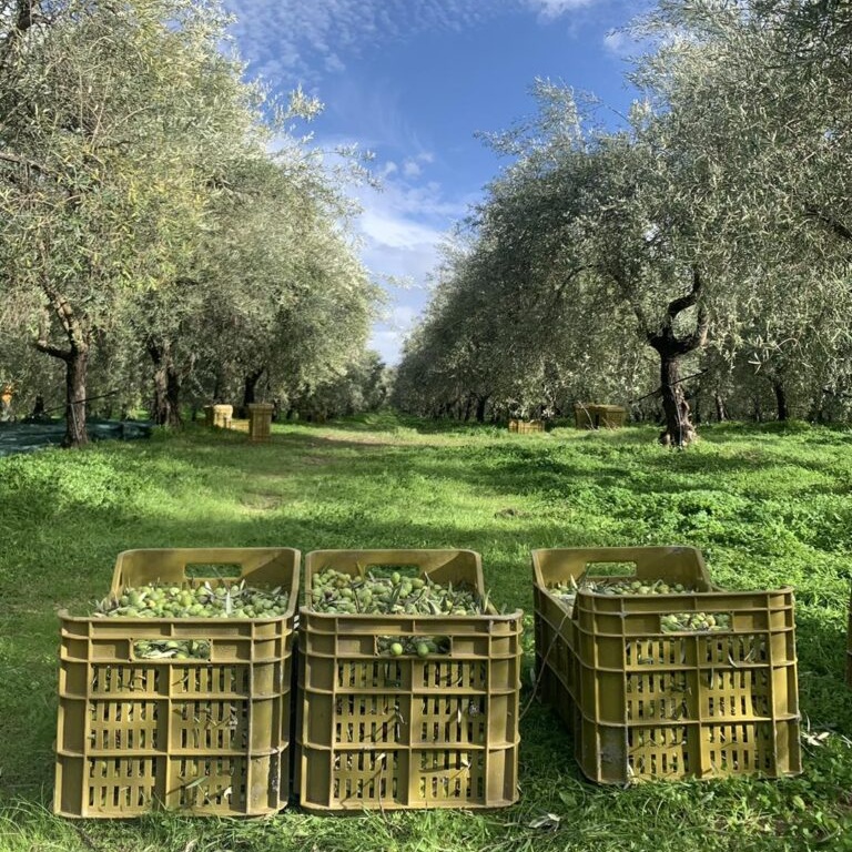 uliveto 768x1024 1 - Identità agricola, oggi a Petronà la prima Sagra dell'Olio - 7 uliveto 768x1024 1 - Meraviglie di Calabria - 6