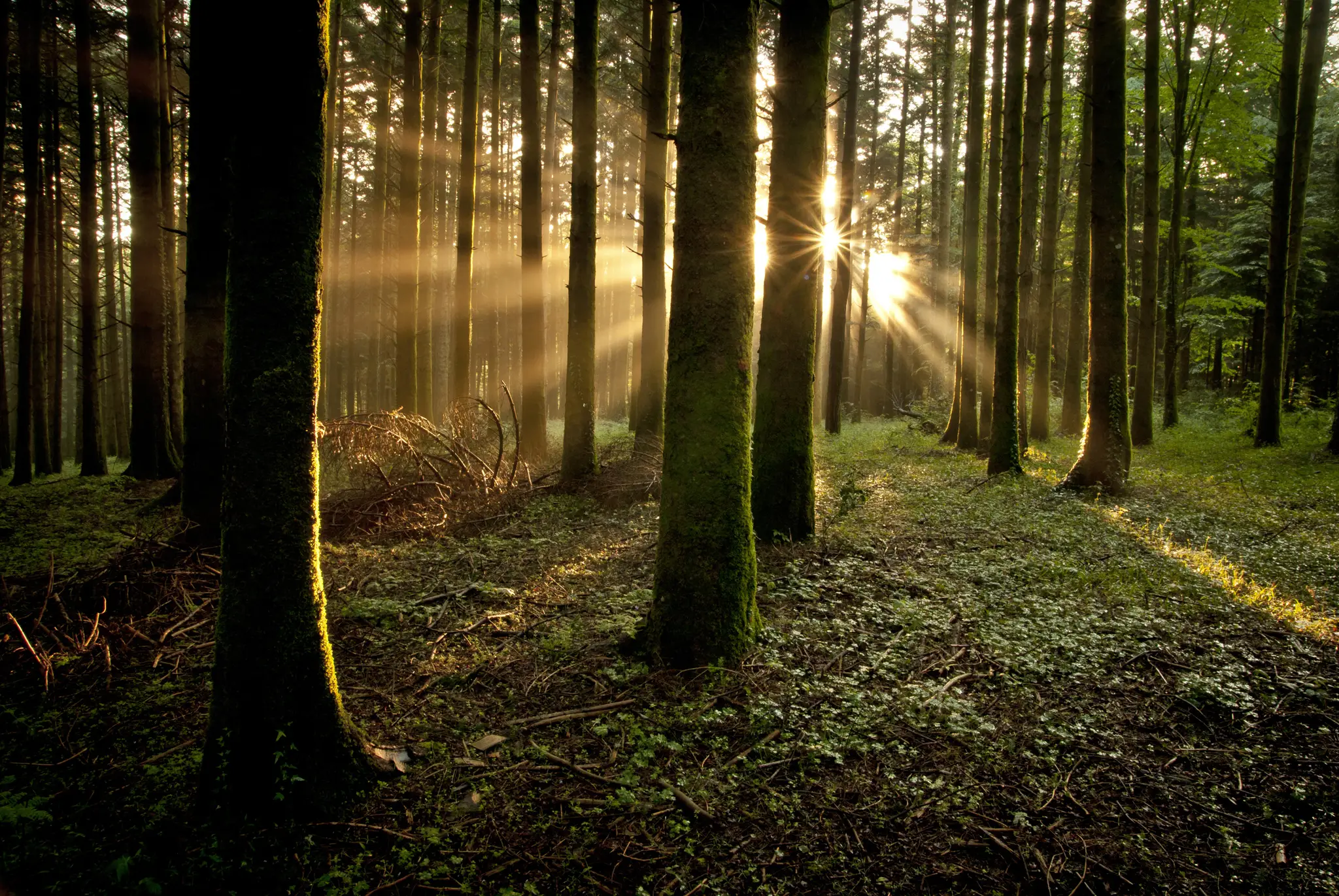 La foresta della felicità, nel Bosco Archifòro a passo di Shinrin-yoku