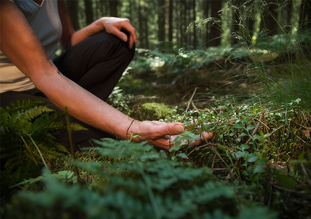 Bosco Archiforo bagno foresta shinrin yoku 4 - Meraviglie di Calabria - 11