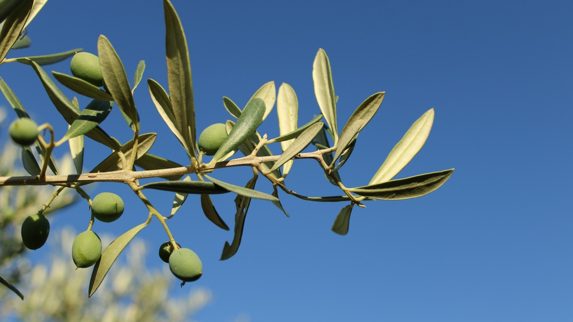 Storia dell’ulivo calabrese divenuto in Puglia simbolo di resistenza