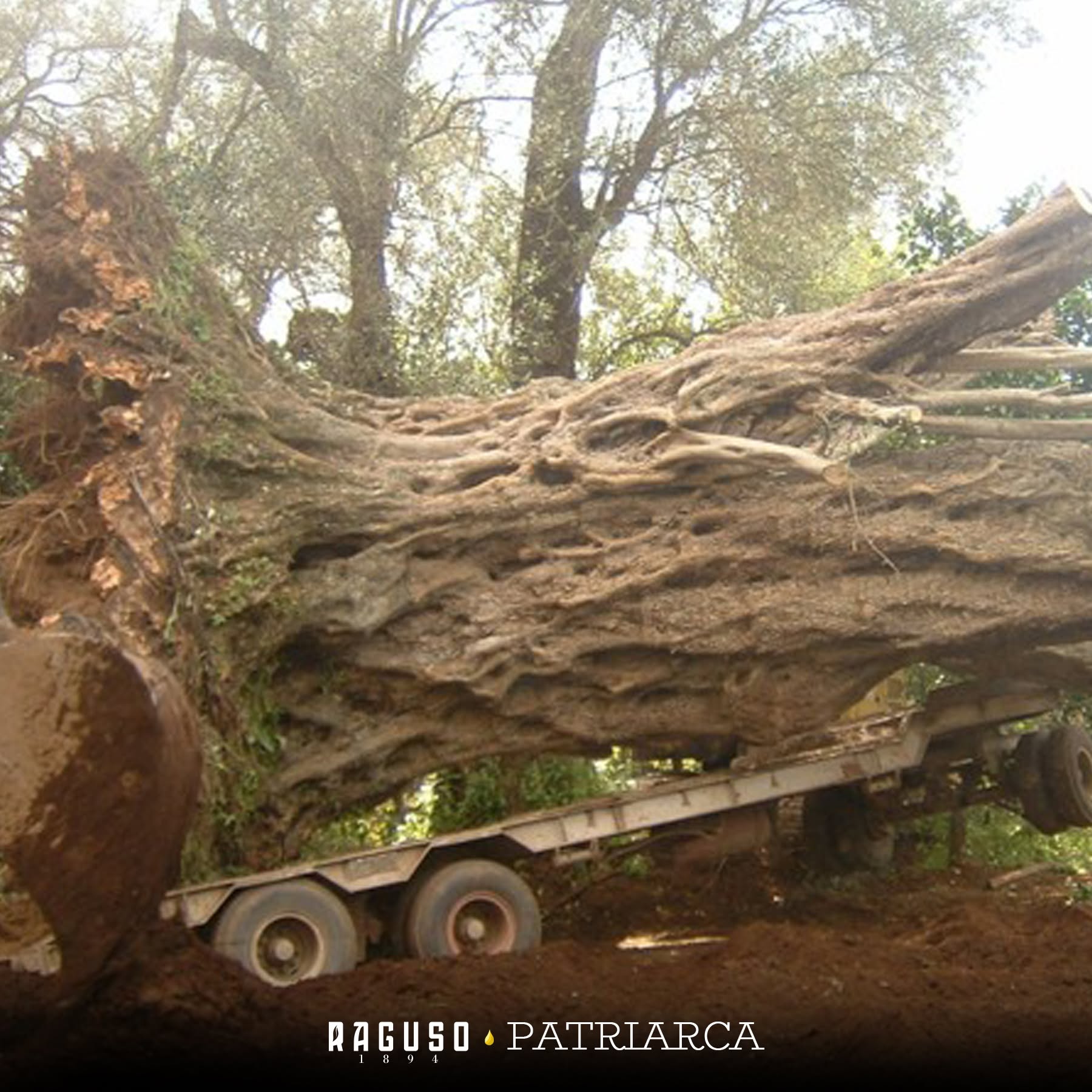 Ulivo millenario Puglia Calabria 1 - Storia dell'ulivo calabrese divenuto in Puglia simbolo di resistenza - 3 Ulivo millenario Puglia Calabria 1 - Meraviglie di Calabria - 2