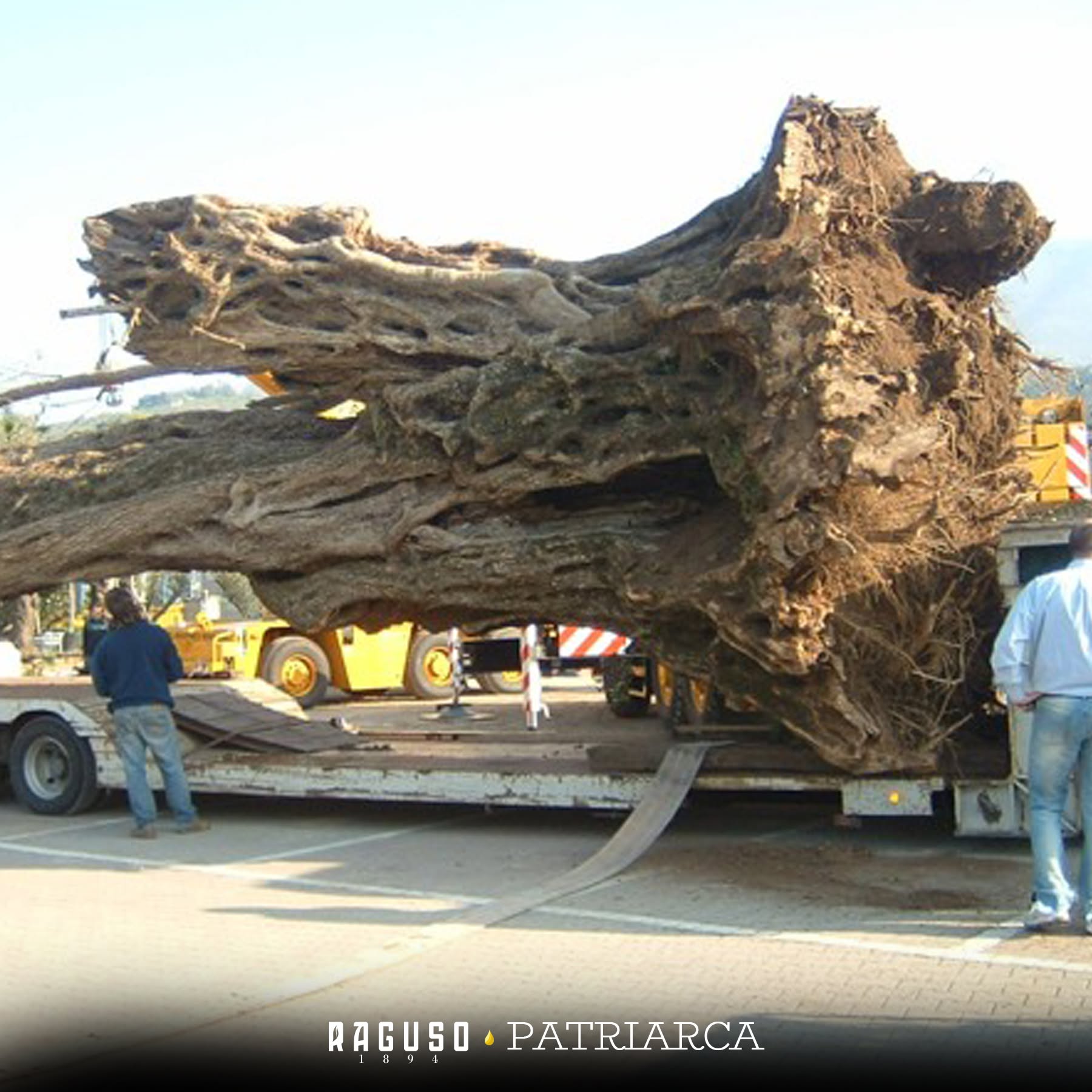 Ulivo millenario Puglia Calabria 2 - Storia dell'ulivo calabrese divenuto in Puglia simbolo di resistenza - 5 Ulivo millenario Puglia Calabria 2 - Meraviglie di Calabria - 4