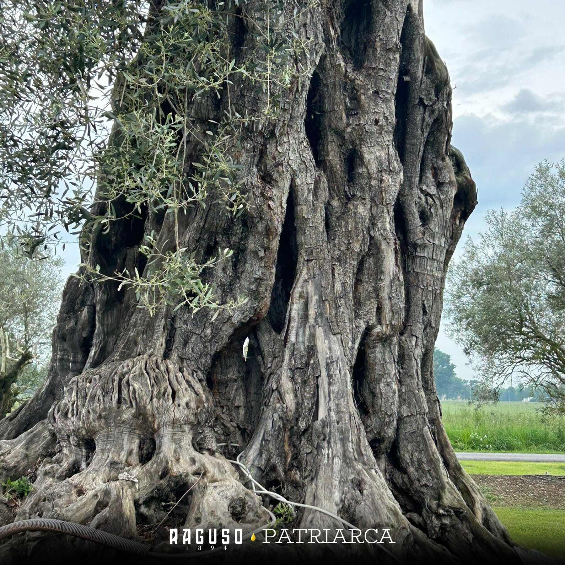 Ulivo millenario Puglia Calabria - Storia dell'ulivo calabrese divenuto in Puglia simbolo di resistenza - 7 Ulivo millenario Puglia Calabria - Meraviglie di Calabria - 6
