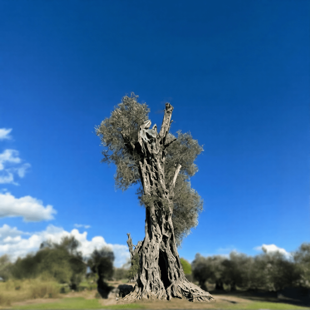 Ulivo millenario Puglia Calabria - Storia dell'ulivo calabrese divenuto in Puglia simbolo di resistenza - 9 Ulivo millenario Puglia Calabria - Meraviglie di Calabria - 8