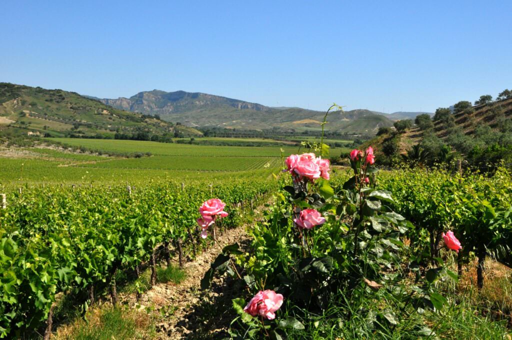 Vigneti Librandi 2 - Vino, la Cantina Librandi pubblica il Bilancio di sostenibilità - 5 Vigneti Librandi 2 - Meraviglie di Calabria - 4