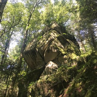 bosco archiforo Pietra del Signore - Meraviglie di Calabria - 8