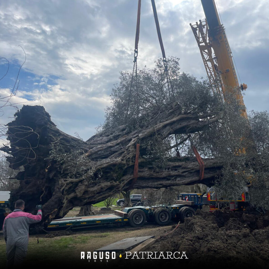 ulivo patriarca 2 - Storia dell'olivo calabrese divenuto in Puglia simbolo di resilienza - 5 ulivo patriarca 2 - Meraviglie di Calabria - 4
