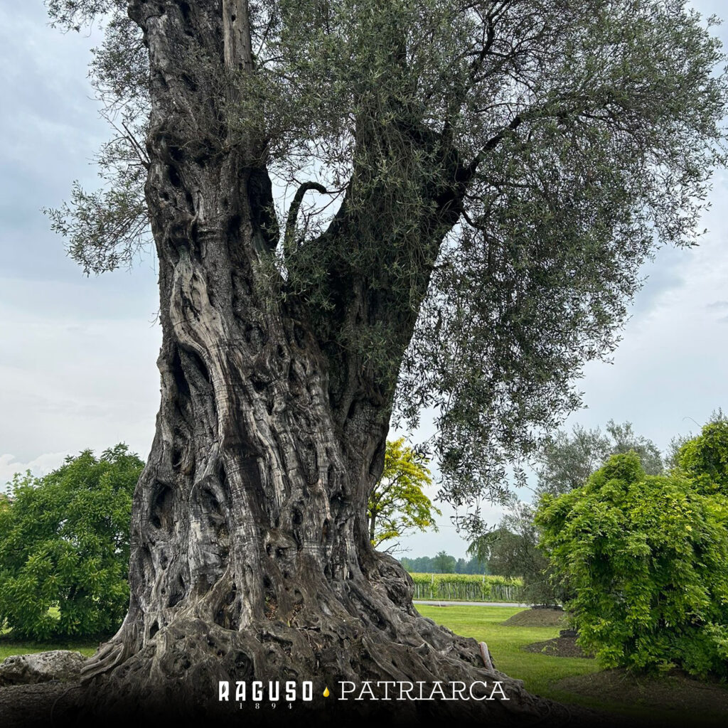 ulivo patriarca 4 - Storia dell'olivo calabrese divenuto in Puglia simbolo di resilienza - 9 ulivo patriarca 4 - Meraviglie di Calabria - 8