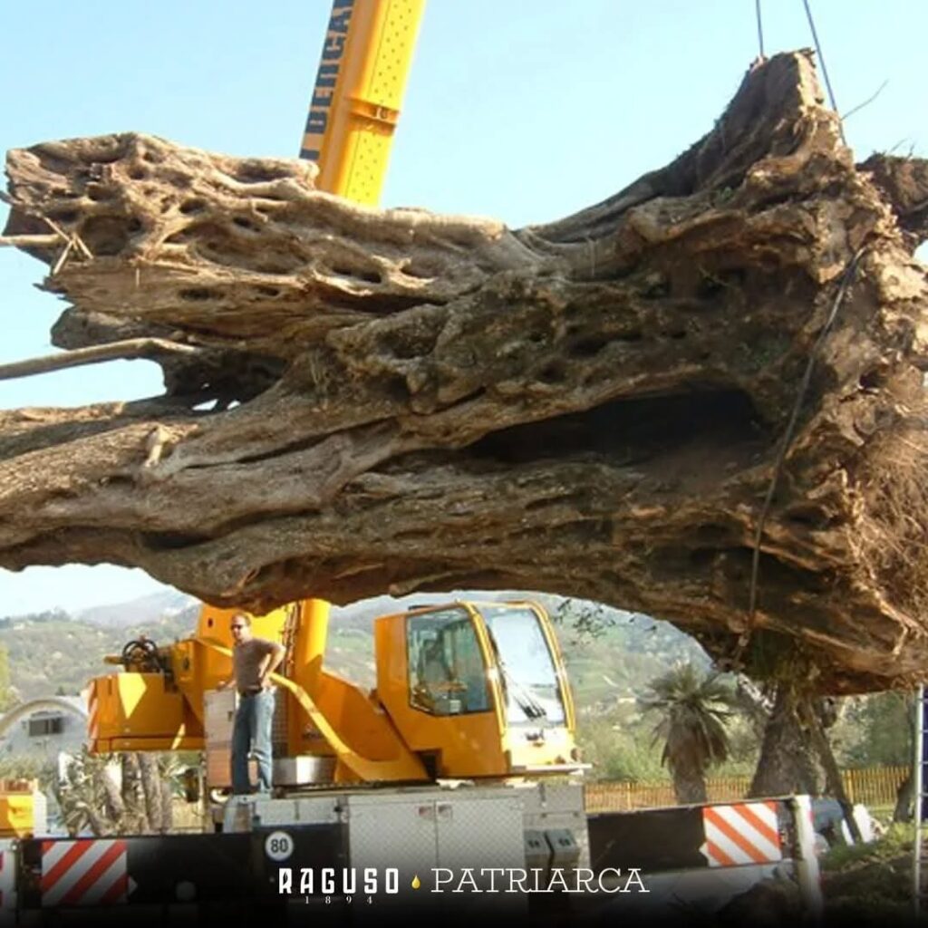 ulivo patriarca 5 - Storia dell'olivo calabrese divenuto in Puglia simbolo di resilienza - 7 ulivo patriarca 5 - Meraviglie di Calabria - 6