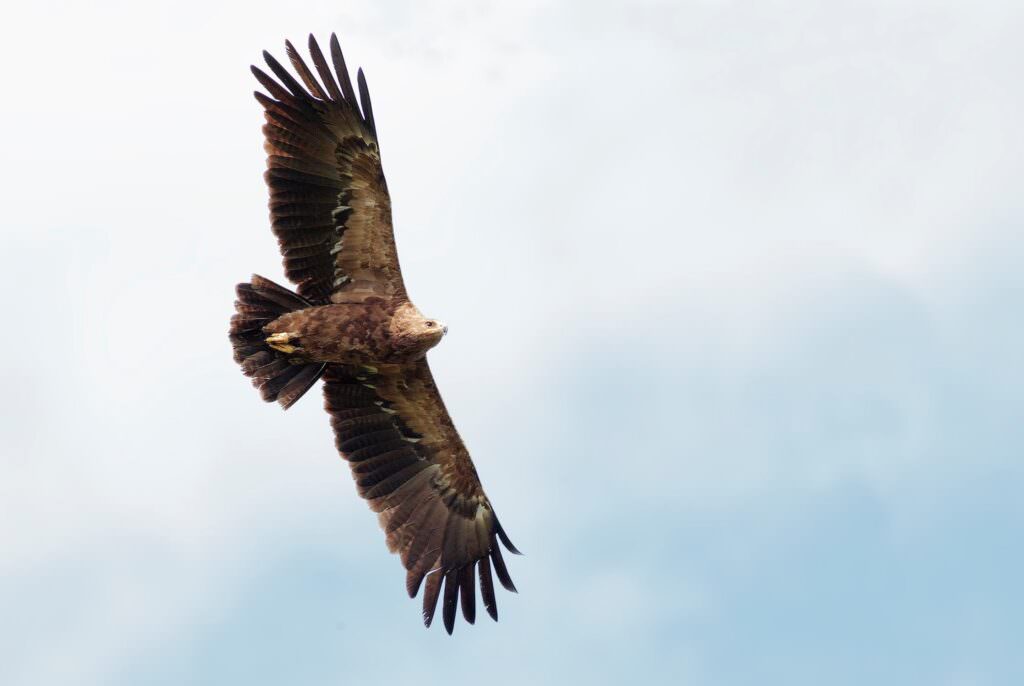 Aspromonte fauna Aquila anatraia minore - A scuola nel Parco dell’Aspromonte, i viaggi di istruzione in piena natura - 7 Aspromonte fauna Aquila anatraia minore - Meraviglie di Calabria - 6