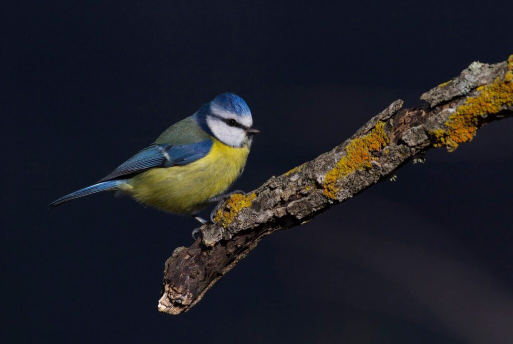 Aspromonte fauna cinciarella - Aspromonte Geopark, alla scoperta della “Valle delle grandi pietre” - 17 Aspromonte fauna cinciarella - Meraviglie di Calabria - 16
