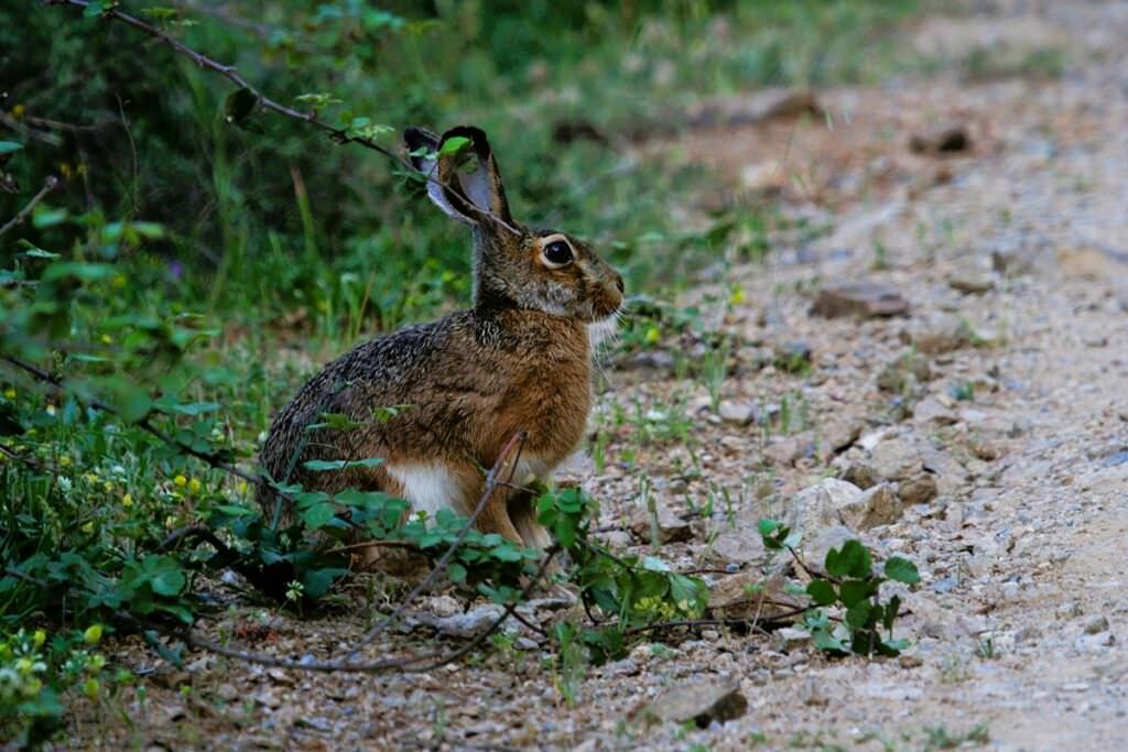Aspromonte fauna lepre - Meraviglie di Calabria - 59
