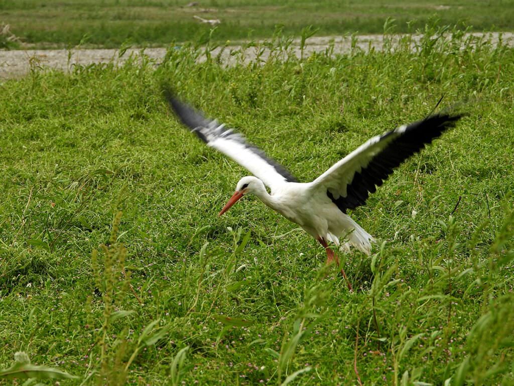 Mare foce Crati Sibari Cicogna - E se il riso calabrese lo piantassimo in Cina? Ci prova il Magisa di Villapiana - 11 Mare foce Crati Sibari Cicogna - Meraviglie di Calabria - 10