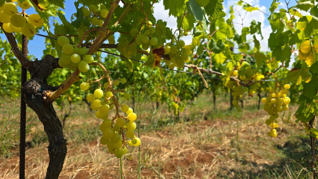 Uva zibibbo - Doc Costa degli Dei, la vera sorpresa dell'edizione 2025 del Vinitaly - 3 Uva zibibbo - Meraviglie di Calabria - 2