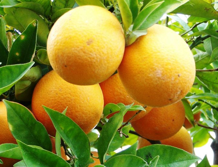 arancia biondo tardivo trebisacce - La7, a "L’ingrediente perfetto" il biondo tardivo di Trebisacce - 12 arancia biondo tardivo trebisacce - Meraviglie di Calabria - 11
