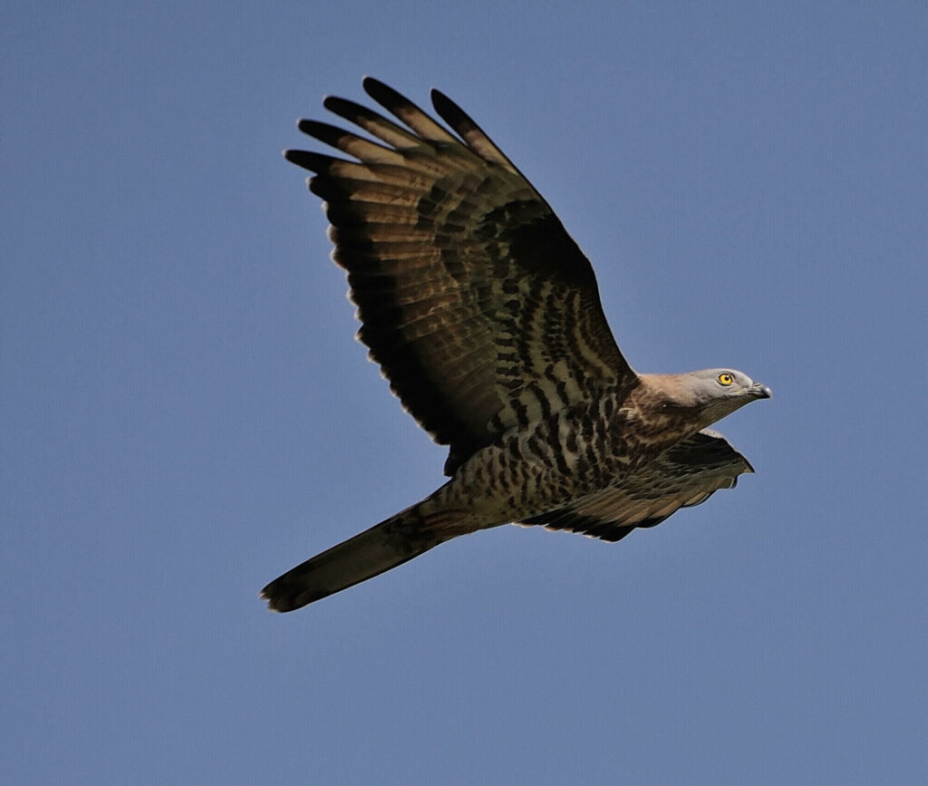 falco pecchiaiolo maschio Ivano Adami - Meraviglie di Calabria - 8