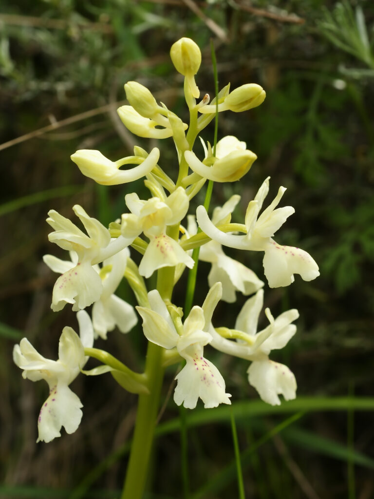 sentiero orchidee 10 - Meraviglie di Calabria - 2