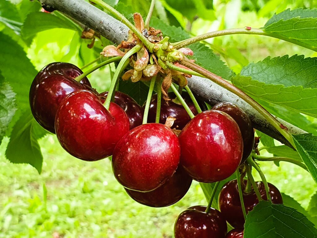 Ciliege - TuttoFood e Macfrut, a Milano e Rimini l'agroalimentare calabrese - 15 Ciliege - Meraviglie di Calabria - 14