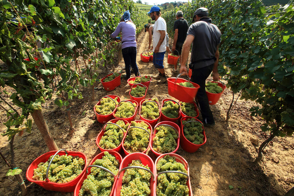 Vignaioli - Agosto tempo di mare, ma anche tempo di vendemmia - 7 Vignaioli - Meraviglie di Calabria - 6
