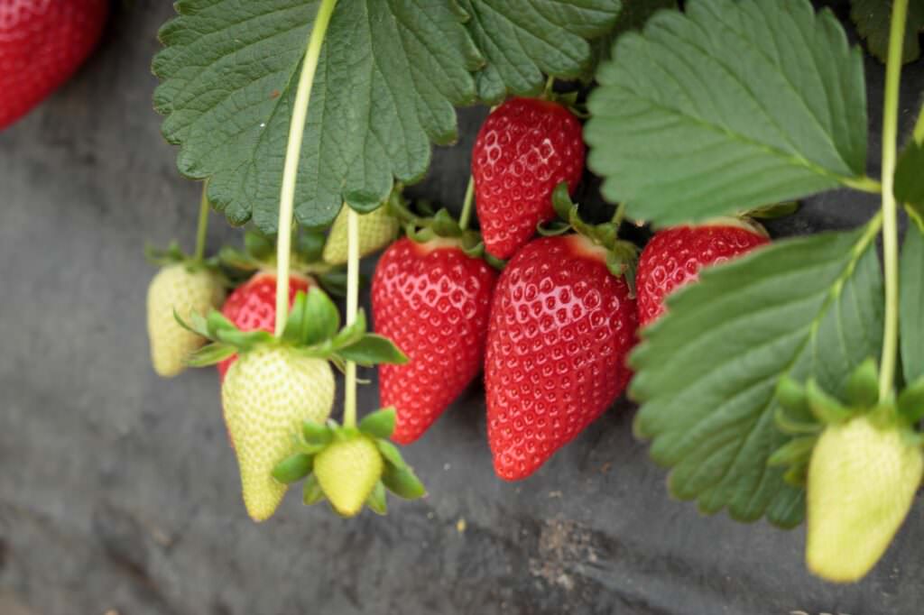 WhatsApp Image 2025 05 21 at 18.05.31 - Acconia di Curinga torna la Festa della Fragola - 3 WhatsApp Image 2025 05 21 at 18.05.31 - Meraviglie di Calabria - 2