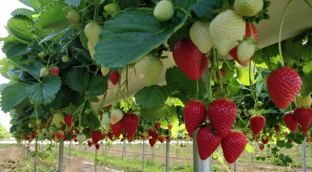 WhatsApp Image 2025 05 21 at 18.06.27 - Acconia di Curinga torna la Festa della Fragola - 5 WhatsApp Image 2025 05 21 at 18.06.27 - Meraviglie di Calabria - 4