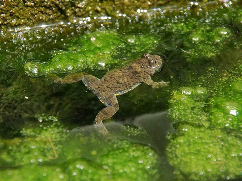 parco aspromonte Ululone 2 - Aspromonte aula all'aperto, intesa per la ricerca con l'Ateneo reggino - 7 parco aspromonte Ululone 2 - Meraviglie di Calabria - 6